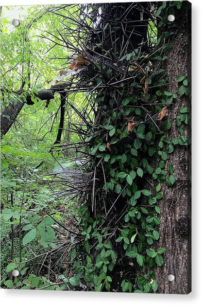 Thorn Trail - Acrylic Print