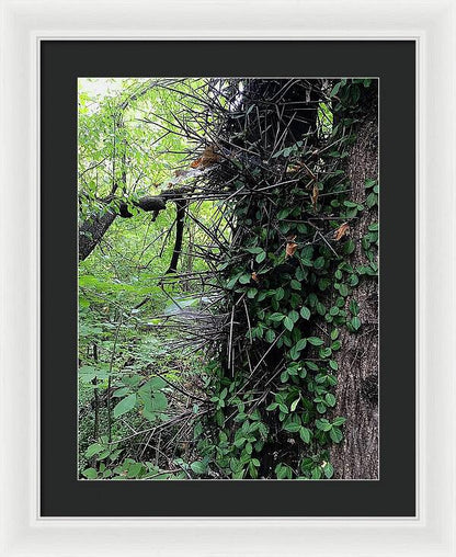 Thorn Trail - Framed Print