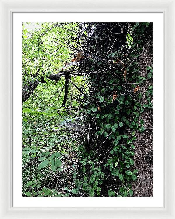 Thorn Trail - Framed Print