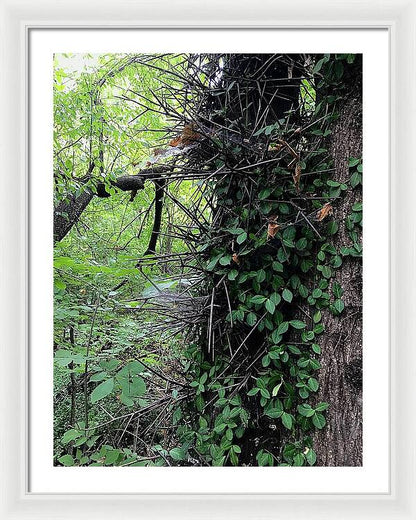 Thorn Trail - Framed Print