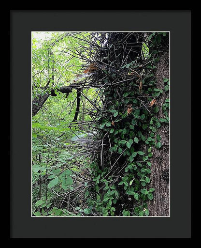 Thorn Trail - Framed Print