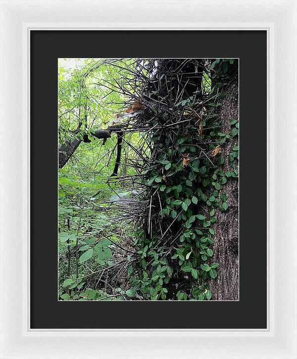 Thorn Trail - Framed Print