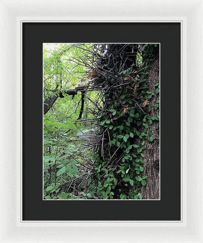 Thorn Trail - Framed Print