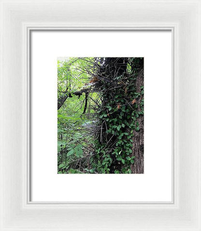 Thorn Trail - Framed Print