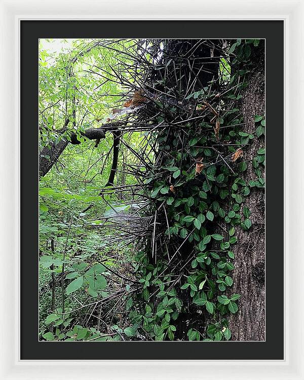 Thorn Trail - Framed Print