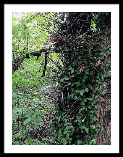 Thorn Trail - Framed Print