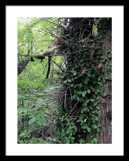 Thorn Trail - Framed Print