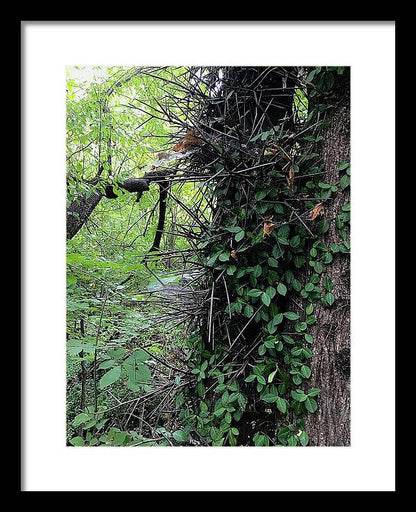 Thorn Trail - Framed Print