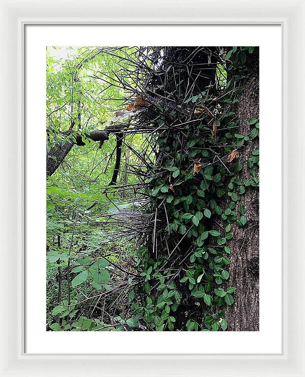 Thorn Trail - Framed Print