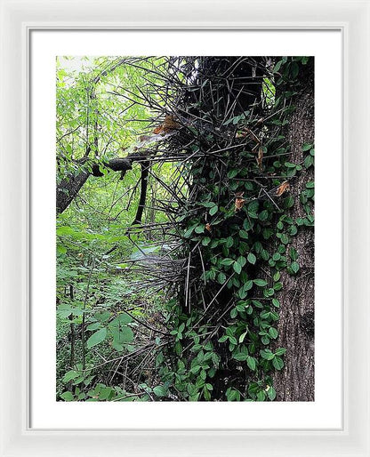 Thorn Trail - Framed Print