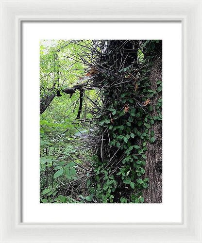 Thorn Trail - Framed Print