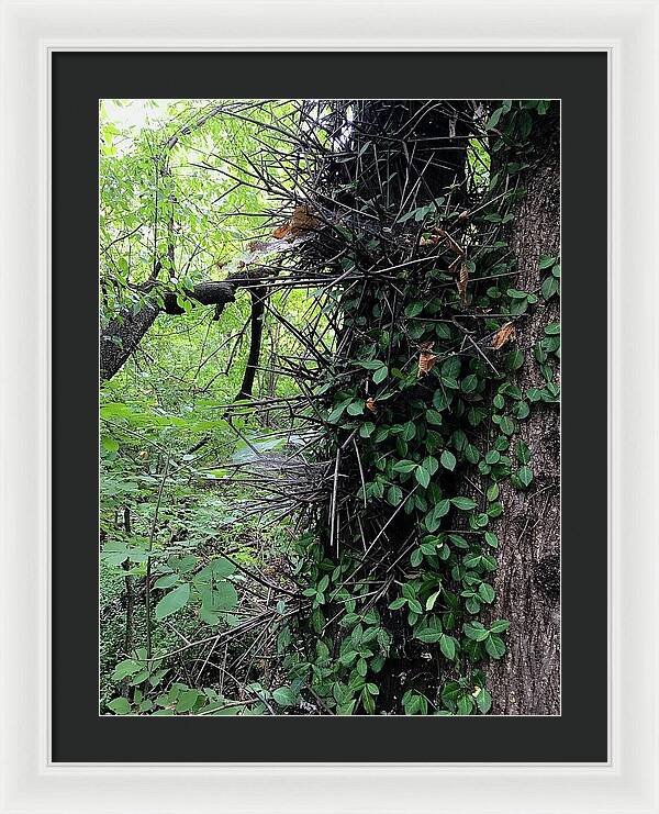 Thorn Trail - Framed Print