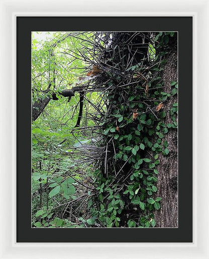 Thorn Trail - Framed Print