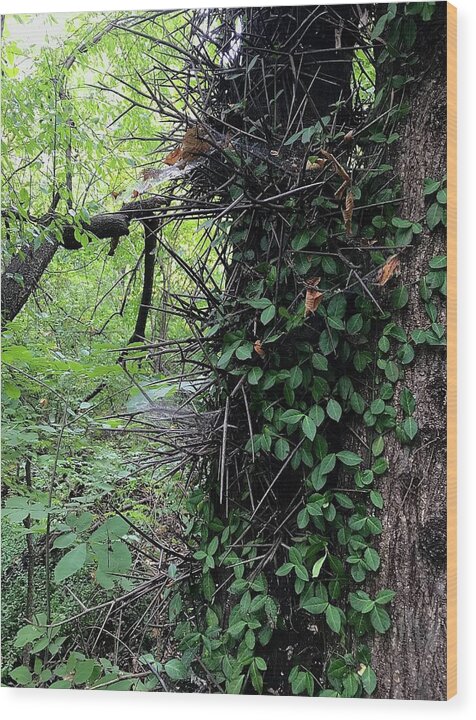 Thorn Trail - Wood Print