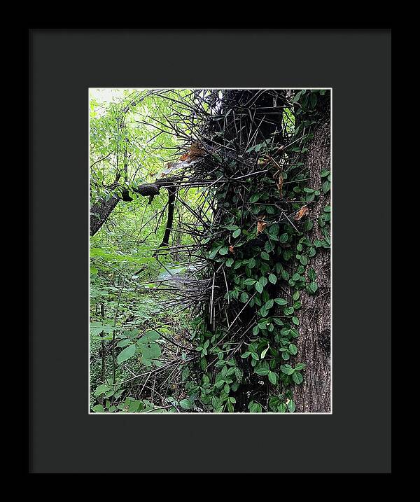 Thorn Trail - Framed Print
