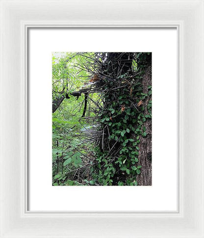 Thorn Trail - Framed Print