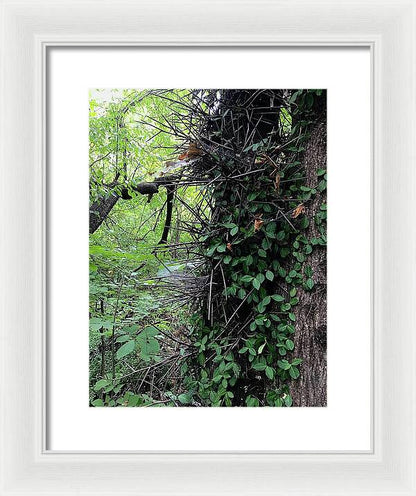 Thorn Trail - Framed Print