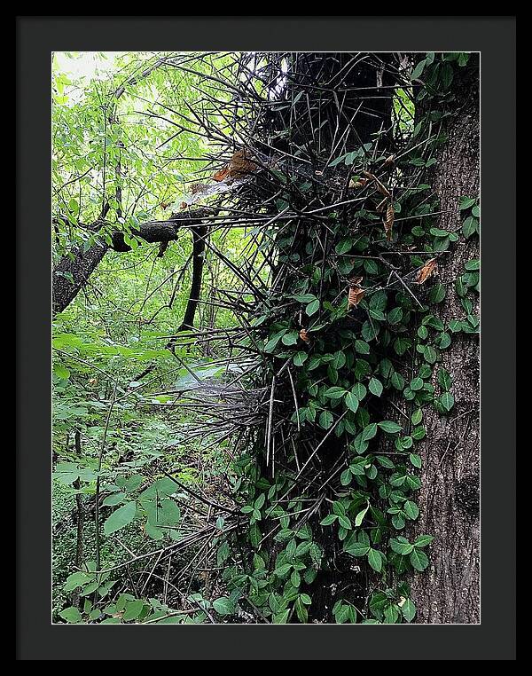 Thorn Trail - Framed Print