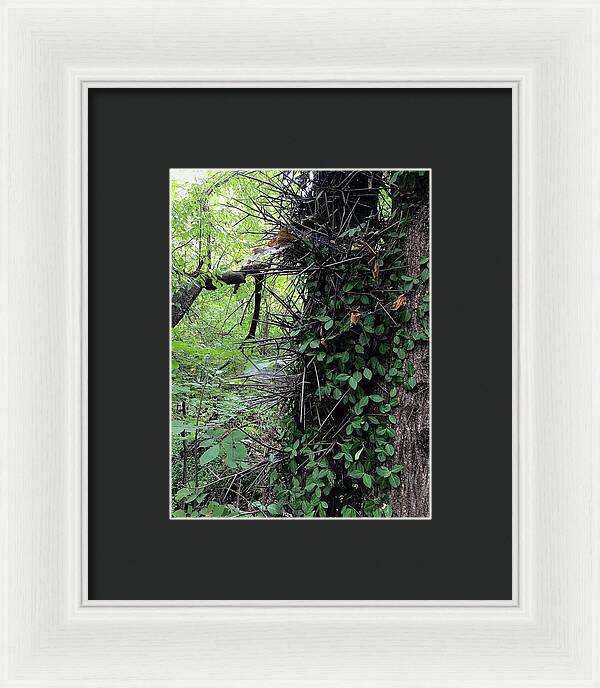 Thorn Trail - Framed Print