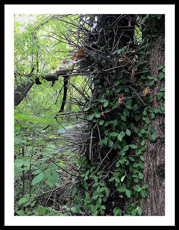 Thorn Trail - Framed Print