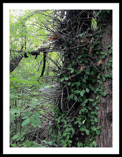 Thorn Trail - Framed Print
