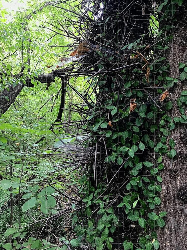 Thorn Trail - Puzzle