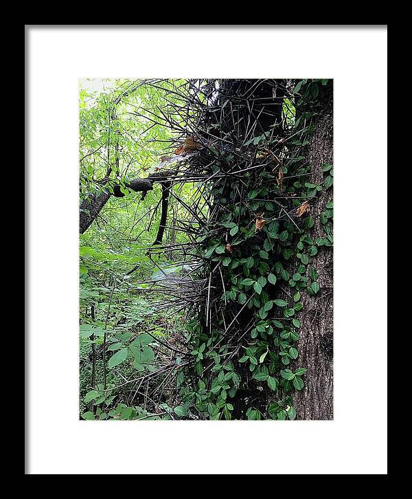 Thorn Trail - Framed Print