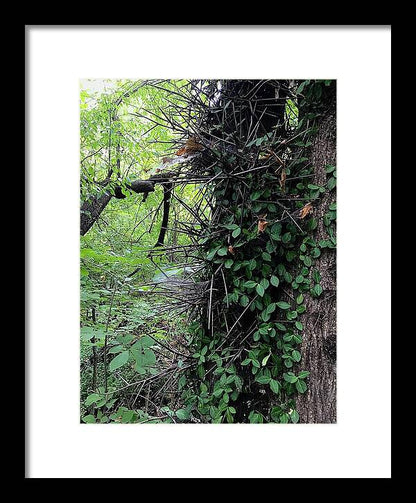 Thorn Trail - Framed Print