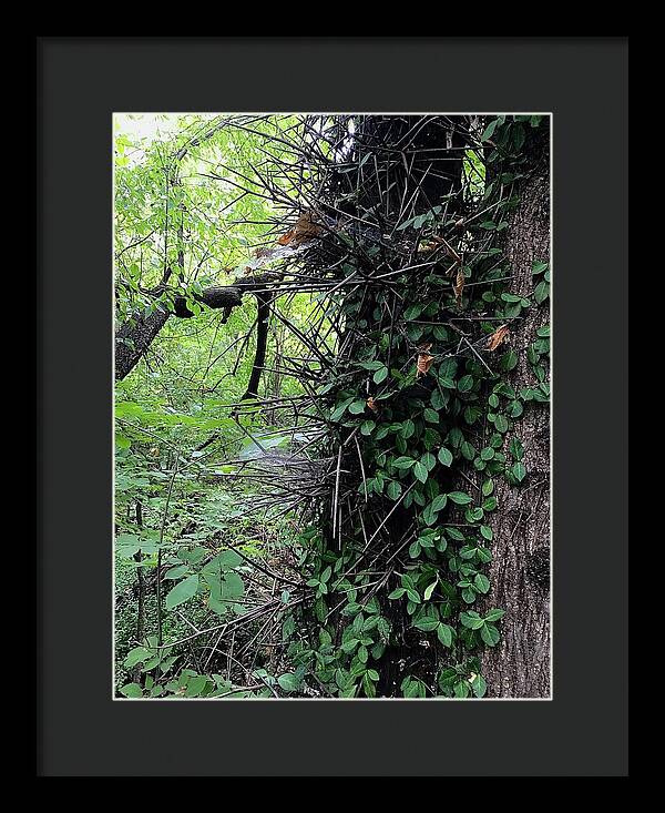 Thorn Trail - Framed Print