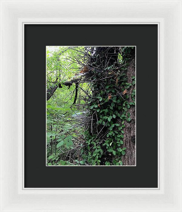 Thorn Trail - Framed Print
