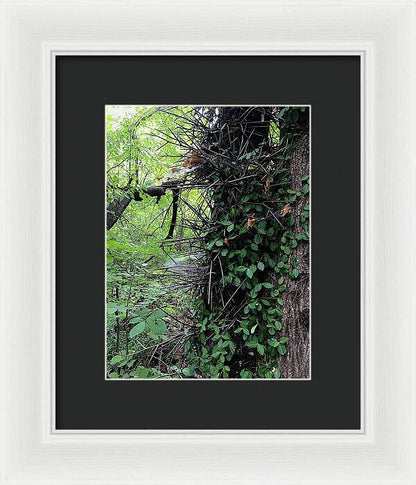 Thorn Trail - Framed Print