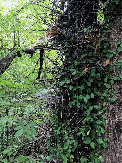 Thorn Trail - Puzzle