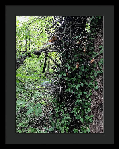 Thorn Trail - Framed Print