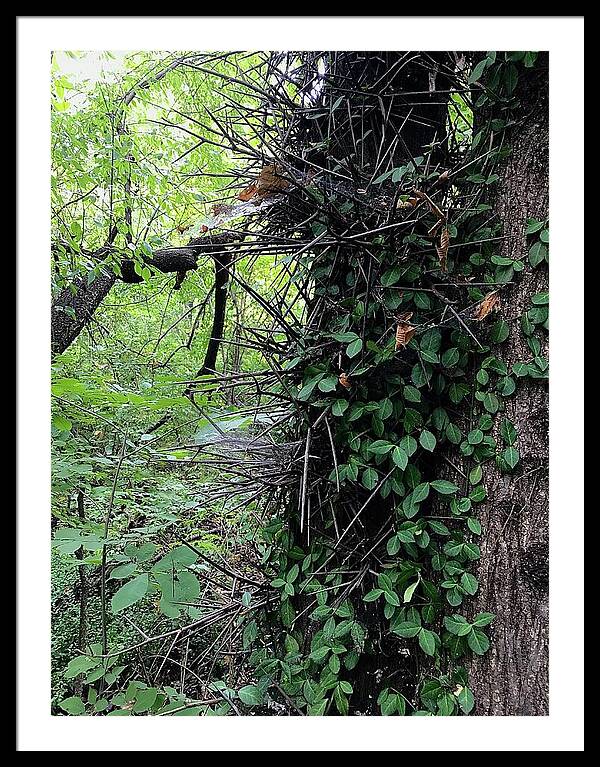 Thorn Trail - Framed Print