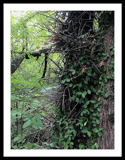 Thorn Trail - Framed Print