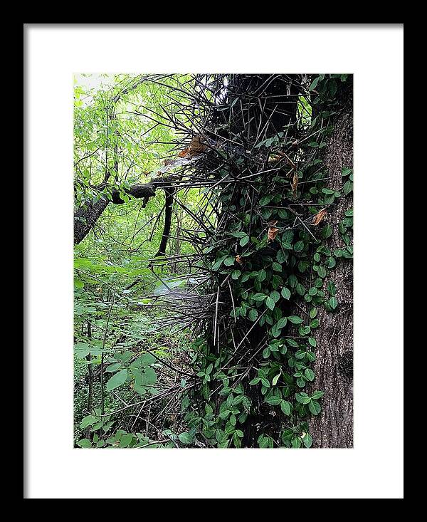 Thorn Trail - Framed Print