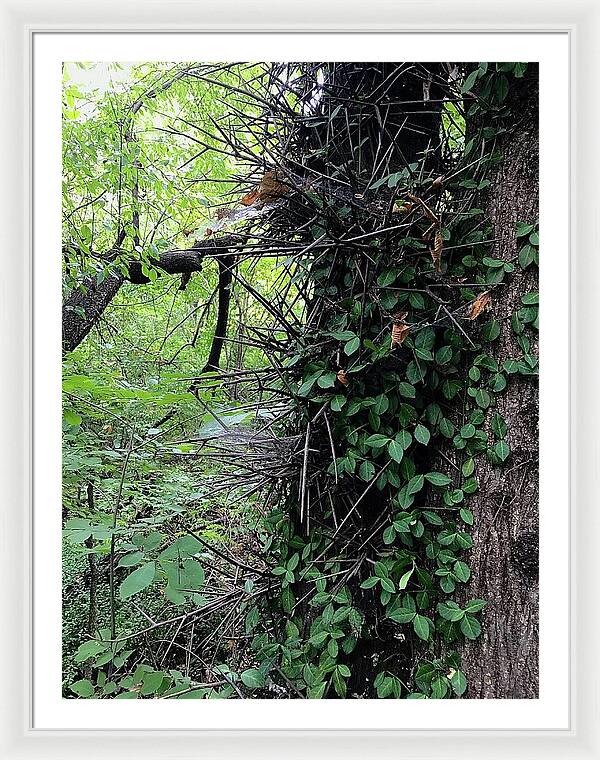 Thorn Trail - Framed Print