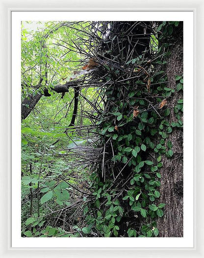 Thorn Trail - Framed Print