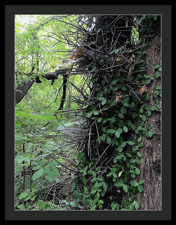 Thorn Trail - Framed Print