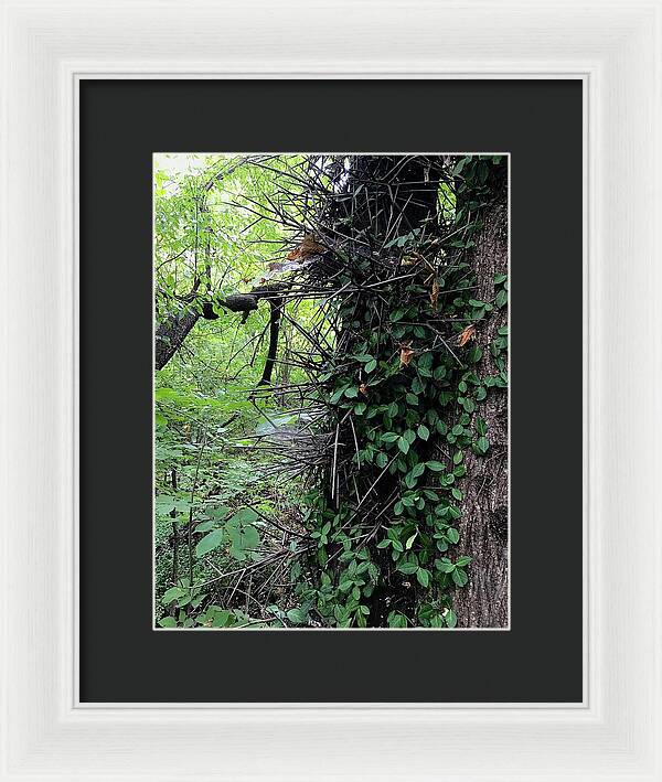 Thorn Trail - Framed Print