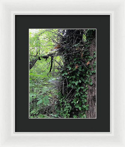 Thorn Trail - Framed Print