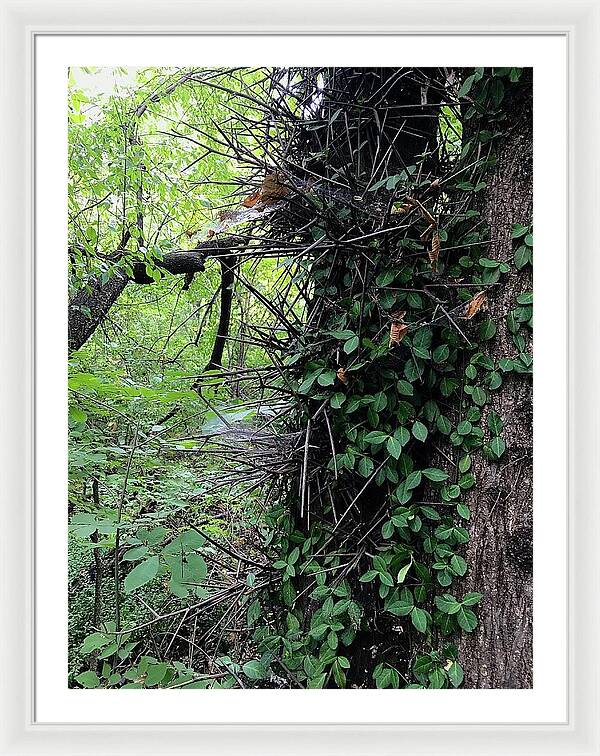 Thorn Trail - Framed Print