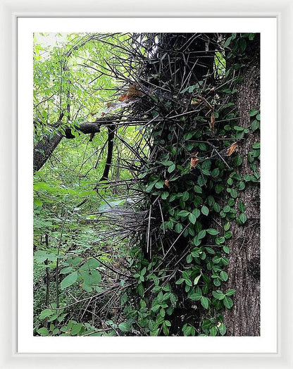 Thorn Trail - Framed Print