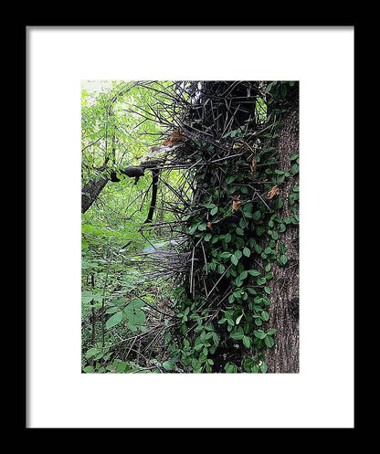 Thorn Trail - Framed Print