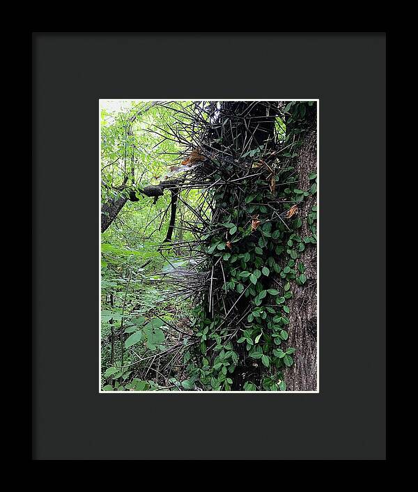 Thorn Trail - Framed Print