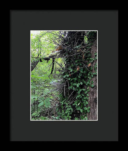 Thorn Trail - Framed Print
