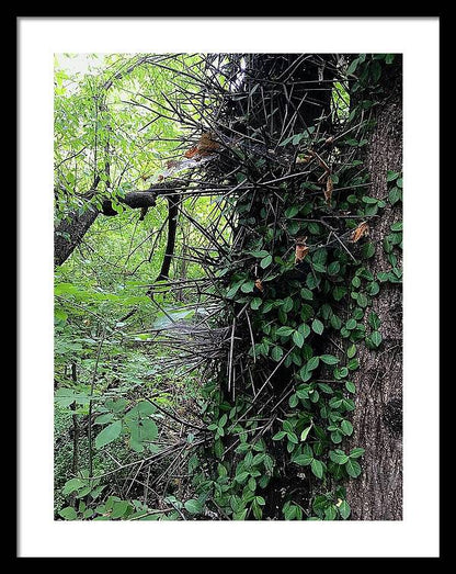 Thorn Trail - Framed Print