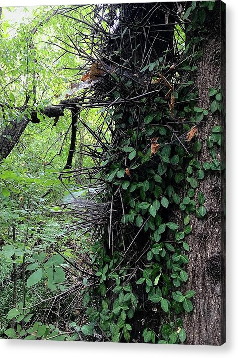 Thorn Trail - Acrylic Print