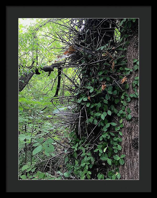 Thorn Trail - Framed Print