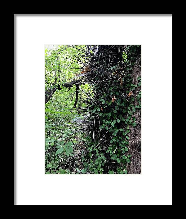 Thorn Trail - Framed Print